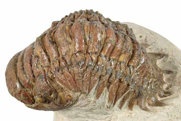 Detailed Crotalocephalina Trilobite - Atchana, Morocco #254513